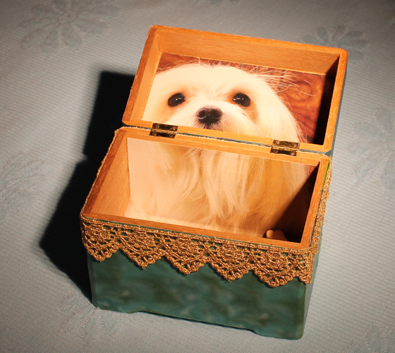 Maltese (open)